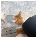 어강동물병원 이미지