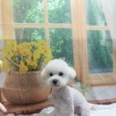 강아지 미용실 이미지