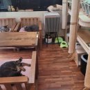 캣인큐브 이미지