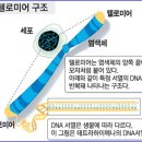 하도골 제5회 옥수수 따가기(2015. 7. 25) 5부 심폐 소생술 이미지