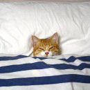 에스비 짐 이미지