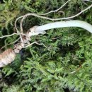 지리산야생삼 이미지