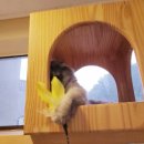 묘랑 고양이 전문호텔 이미지