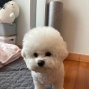 뽀송뽀송강아지미용실 이미지