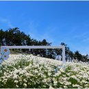 장산도 Daum카페