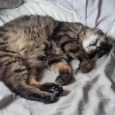 포포즈 반려동물장례식장 화성점 이미지