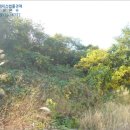 강진-36 이미지