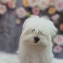 펫살롱 꽃단장 이미지