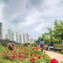 장미정원 이미지