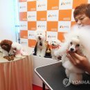 디비에스 주식회사 이미지