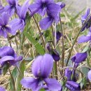 바이올렛 이미지