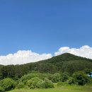 청산 블루베리 이미지