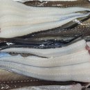 바다장어 이미지