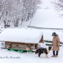 겨울동화, 色은 꽃이다 - 폭설 속 대관령 양떼목장을 걷다 이미지