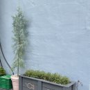 대흥동 주민센터 화장실 | 대전 대흥동 카페 추천｜일렁임, 금붕어 밀크롤 &amp; 감성 소품 가득한 물멍 카페