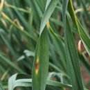 충북농업기술원 마늘연구소 이미지