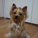 러블리펫샵 이미지