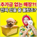 인천강아지분양 테디럽 | 인천강아지무료분양 테디럽 애견입양