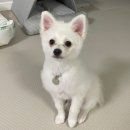 봄펫살롱