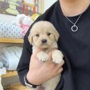 데일리독 의정부강아지분양 애견분양 이미지