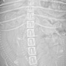 하바네즈 코리아 이미지