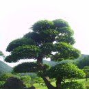 고요아침