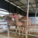 삼진목장 이미지