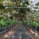 럭키농장 이미지