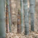 대숲사이 이미지