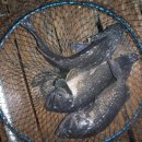 만정1호 이미지