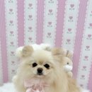 아멍띠에 이미지