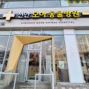 천안모아동물병원 | 천안 불당동 강아지 슬개골 탈구 수술 &#39; 천안모아동물병원 &#39;