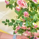 까까멍펫푸드 이미지