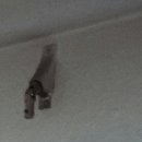 비체팰리스휴양콘도미니엄 이미지