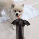 도그랭 강아지놀이방 이미지