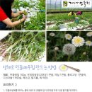 지리산민들레 이미지