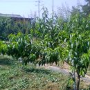 청운 농장 이미지