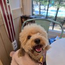 와글와글댕댕 이미지