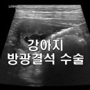 위례중앙동물의료센터 이미지