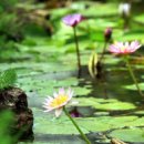 두물머리 화장실 이미지