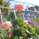 (주)엠마 이미지