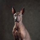 도그헤어 이미지