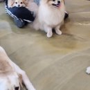 댕댕이 머리하는 날 이미지