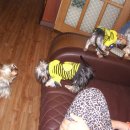 애견가족 이미지