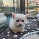 도그마루 강아지 고양이 부산점 이미지