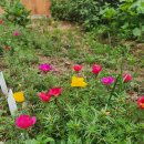 소박한 뜰 이미지