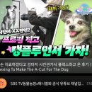 영진펫 | 추천 &#34;동물농장 유튜브 출연&#34; 3355스튜디오 셀프+작가촬영 생생체험 영상후기 - 반려동물 프로필 컨셉사진
