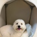 광고하우스 | 디팡 펫플레이 강아지 하우스 3년 사용 솔직 후기🐶 (광고X)