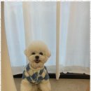 강아지 미용실 이미지