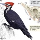 딱따구리 이미지